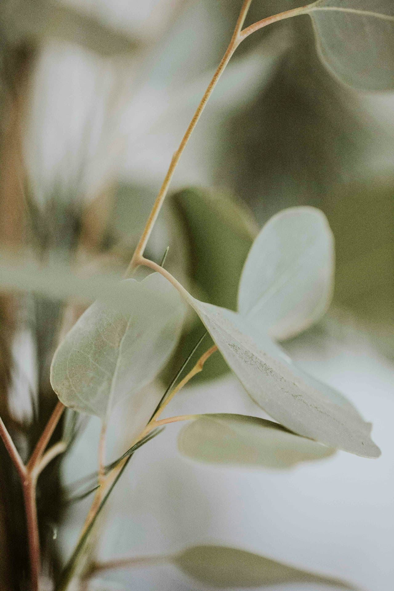 A sprig of soft green eucalyptus in calm, muted light