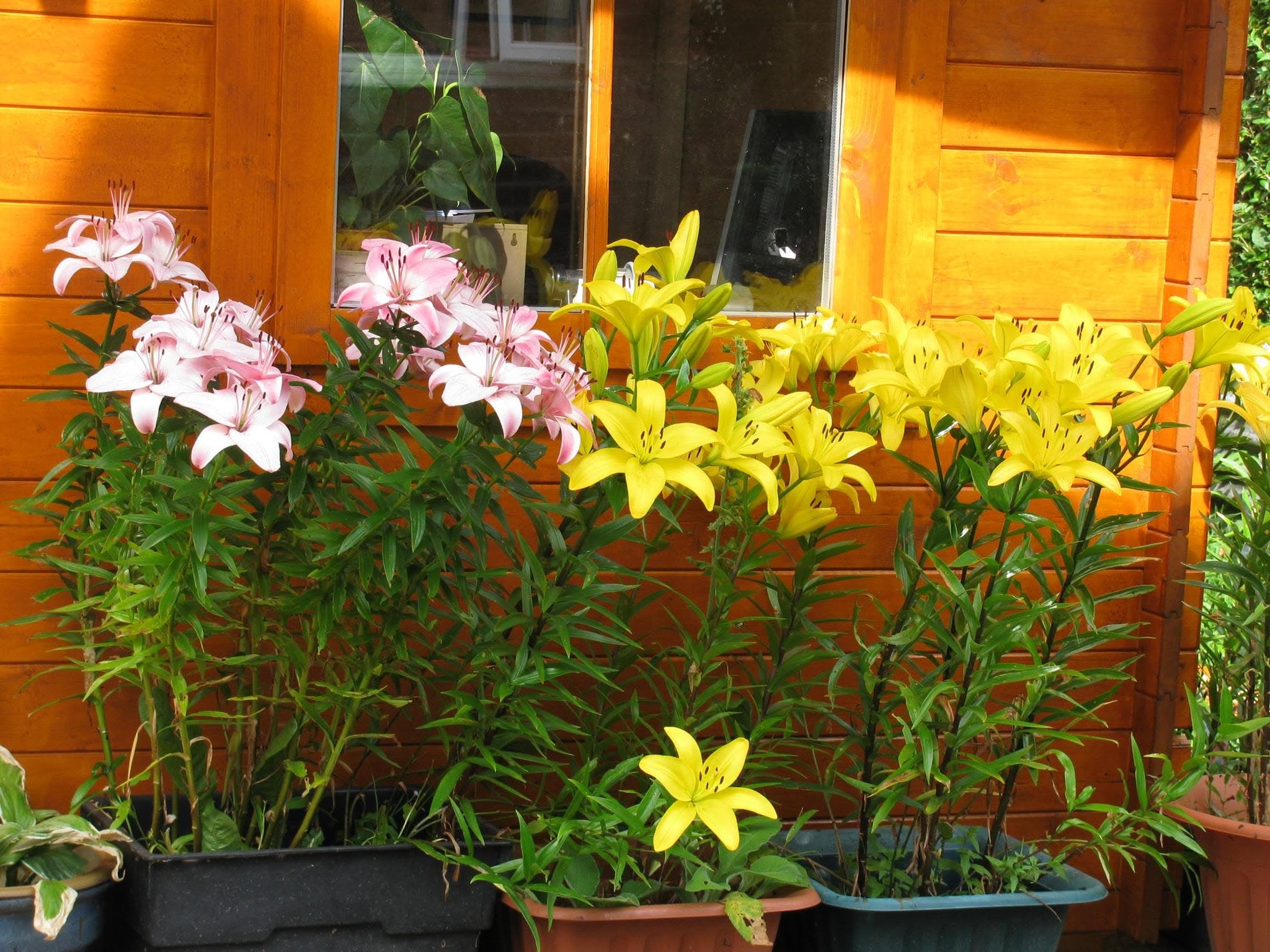 The Essential Massage log cabin studio in Stoke-on-Trent